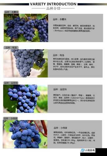 97 精产国品一二三产区有何作用?如何选择适合的产区?