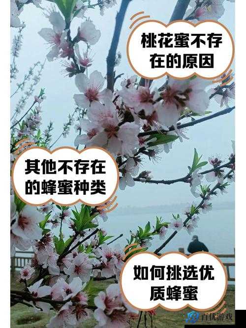 国精产品一区一区三区 mpa 桃花为何如此受欢迎?怎样才能找到适合自己的 mpa 桃花?